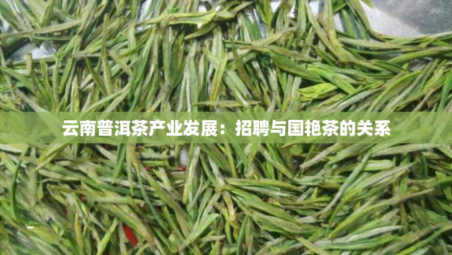 云南普洱茶产业发展：招聘与国艳茶的关系