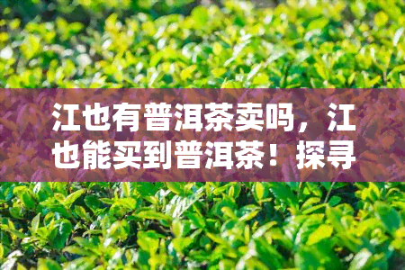 江也有普洱茶卖吗，江也能买到普洱茶！探寻当地茶叶市场