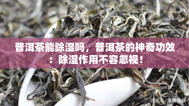 普洱茶能除湿吗，普洱茶的神奇功效：除湿作用不容忽视！