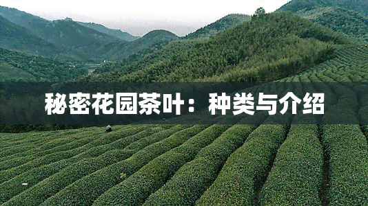 秘密花园茶叶：种类与介绍