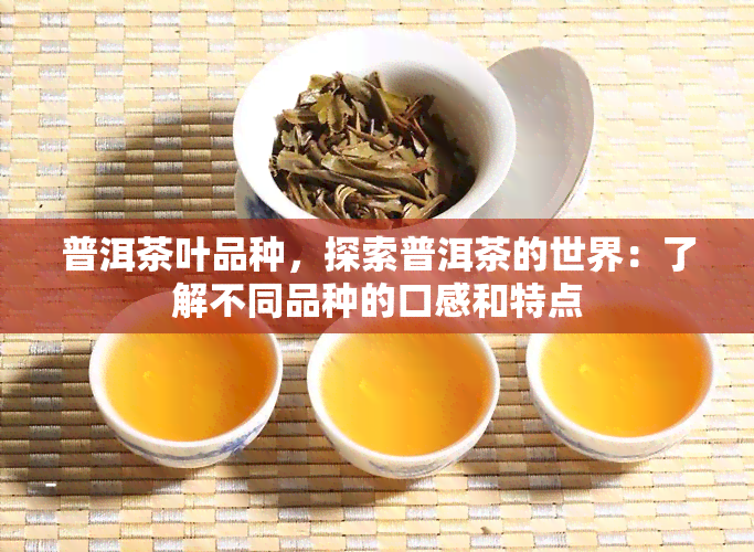 普洱茶叶品种，探索普洱茶的世界：了解不同品种的口感和特点