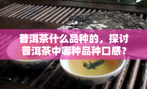 普洱茶什么品种的，探讨普洱茶中哪种品种口感？