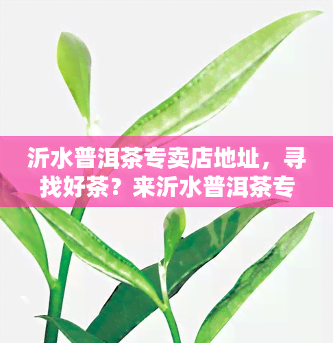 沂水普洱茶专卖店地址，寻找好茶？来沂水普洱茶专卖店！