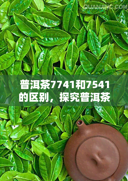 普洱茶7741和7541的区别，探究普洱茶7741与7541的差异，品味独特口感之选