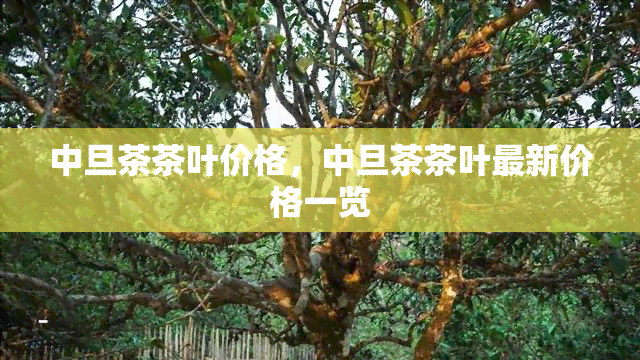 中旦茶茶叶价格，中旦茶茶叶最新价格一览