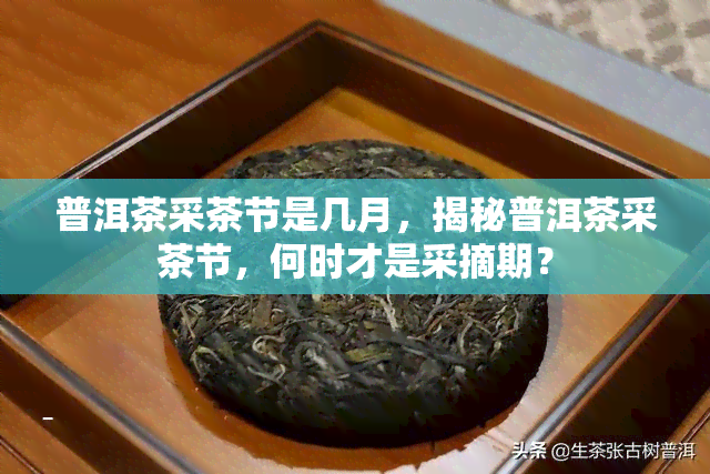 普洱茶采茶节是几月，揭秘普洱茶采茶节，何时才是采摘期？