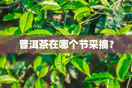 普洱茶在哪个节采摘？