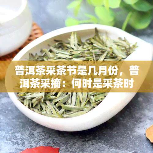 普洱茶采茶节是几月份，普洱茶采摘：何时是采茶时间？