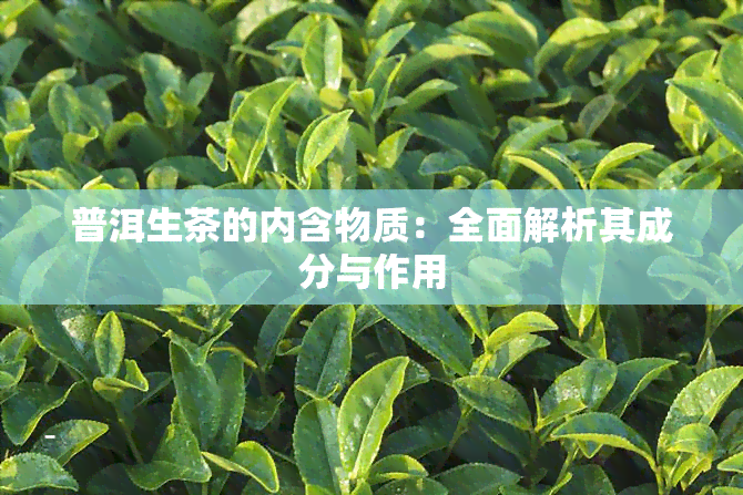 普洱生茶的内含物质：全面解析其成分与作用