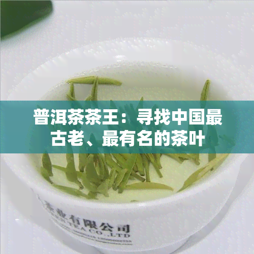 普洱茶茶王：寻找中国最古老、最有名的茶叶