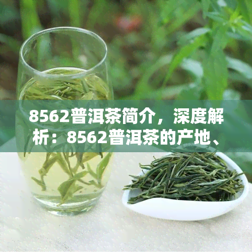 8562普洱茶简介，深度解析：8562普洱茶的产地、口感与收藏价值