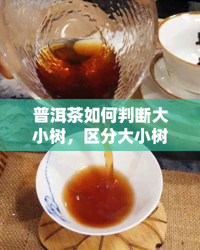 普洱茶如何判断大小树，区分大小树普洱茶的技巧与方法