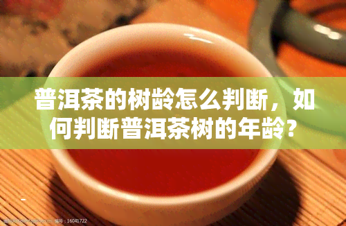 普洱茶的树龄怎么判断，如何判断普洱茶树的年龄？