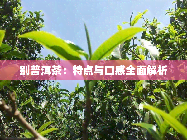 别普洱茶：特点与口感全面解析