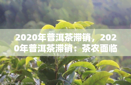 2020年普洱茶滞销，2020年普洱茶滞销：茶农面临困境，行业出路何在？