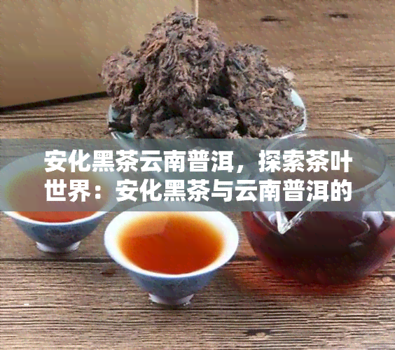 安化黑茶云南普洱，探索茶叶世界：安化黑茶与云南普洱的比较研究