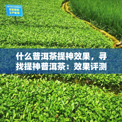 什么普洱茶提神效果，寻找提神普洱茶：效果评测与推荐