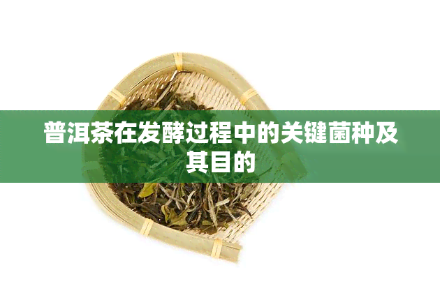 普洱茶在发酵过程中的关键菌种及其目的
