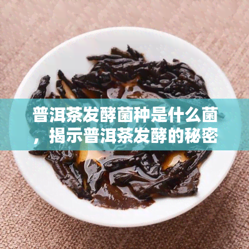 普洱茶发酵菌种是什么菌，揭示普洱茶发酵的秘密：探究其主要菌种是什么？