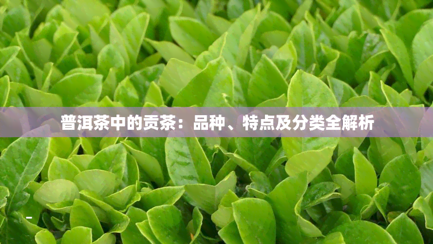 普洱茶中的贡茶：品种、特点及分类全解析