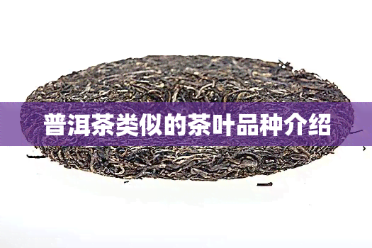 普洱茶类似的茶叶品种介绍