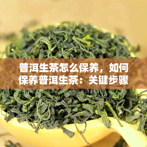 普洱生茶怎么保养，如何保养普洱生茶：关键步骤与技巧