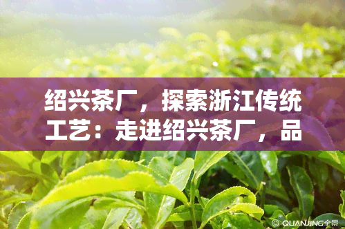 绍兴茶厂，探索浙江传统工艺：走进绍兴茶厂，品味历与现代的交融