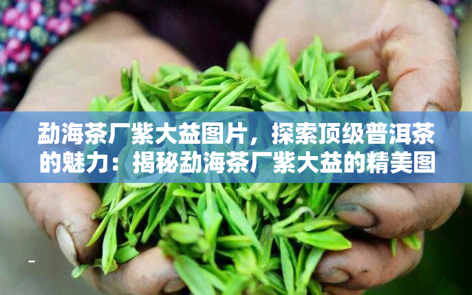 勐海茶厂紫大益图片，探索顶级普洱茶的魅力：揭秘勐海茶厂紫大益的精美图片