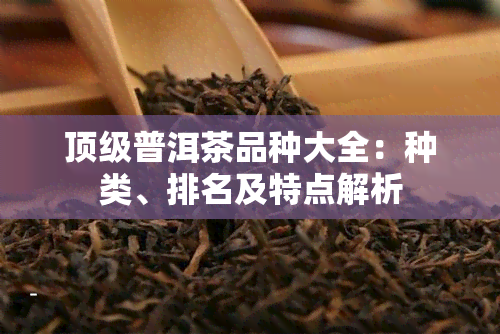 顶级普洱茶品种大全：种类、排名及特点解析