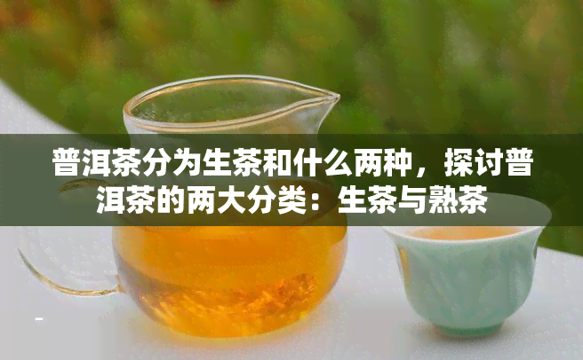 普洱茶分为生茶和什么两种，探讨普洱茶的两大分类：生茶与熟茶