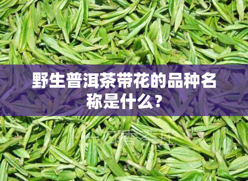 野生普洱茶带花的品种名称是什么？