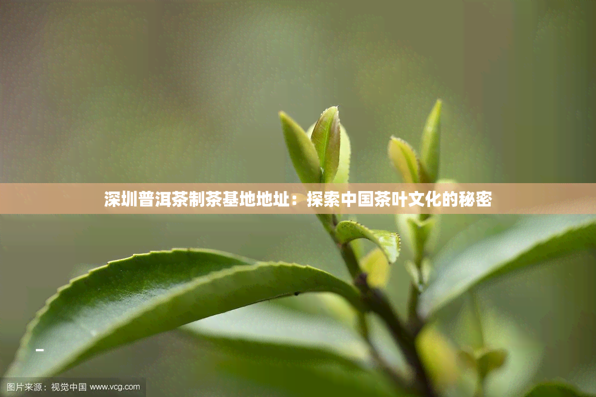 深圳普洱茶制茶基地地址：探索中国茶叶文化的秘密