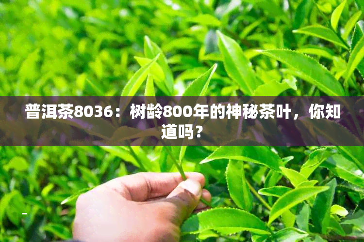 普洱茶8036：树龄800年的神秘茶叶，你知道吗？