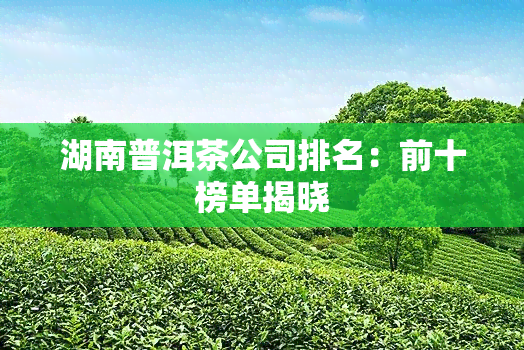 湖南普洱茶公司排名：前十榜单揭晓