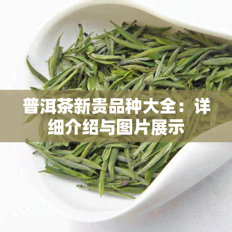 普洱茶新贵品种大全：详细介绍与图片展示