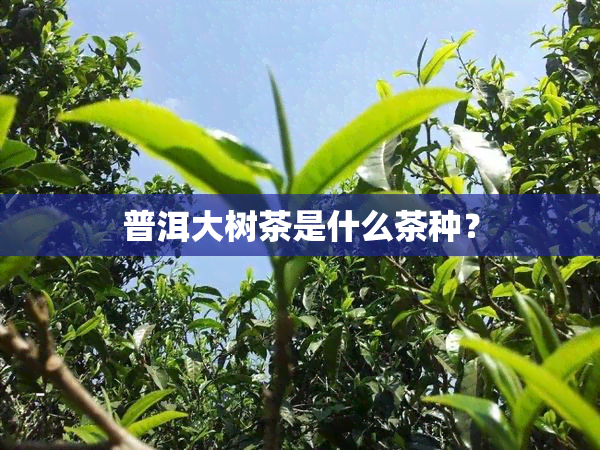 普洱大树茶是什么茶种？