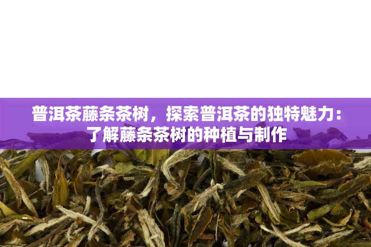 普洱茶藤条茶树，探索普洱茶的独特魅力：了解藤条茶树的种植与制作