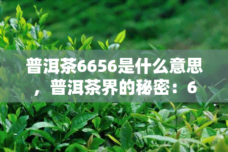 普洱茶6656是什么意思，普洱茶界的秘密：6656的含义解析