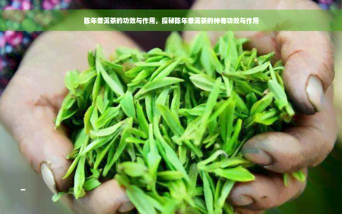 陈年普洱茶的功效与作用，探秘陈年普洱茶的神奇功效与作用