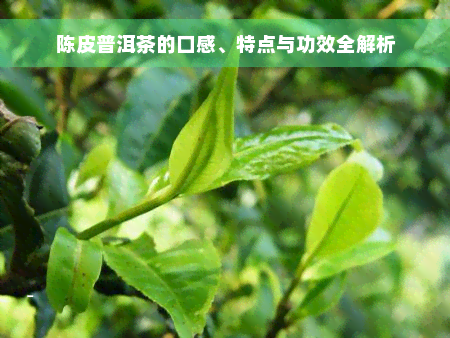 陈皮普洱茶的口感、特点与功效全解析