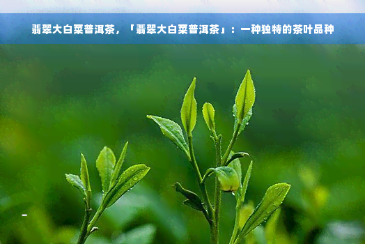 翡翠大白菜普洱茶，「翡翠大白菜普洱茶」：一种独特的茶叶品种