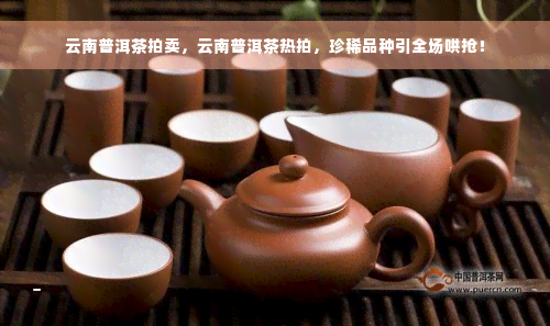 云南普洱茶拍卖，云南普洱茶热拍，珍稀品种引全场哄抢！