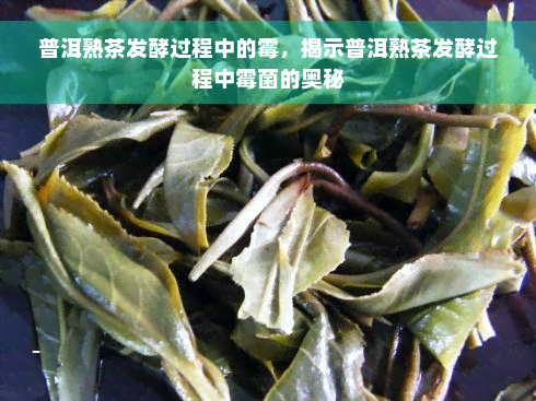 普洱熟茶发酵过程中的霉，揭示普洱熟茶发酵过程中霉菌的奥秘