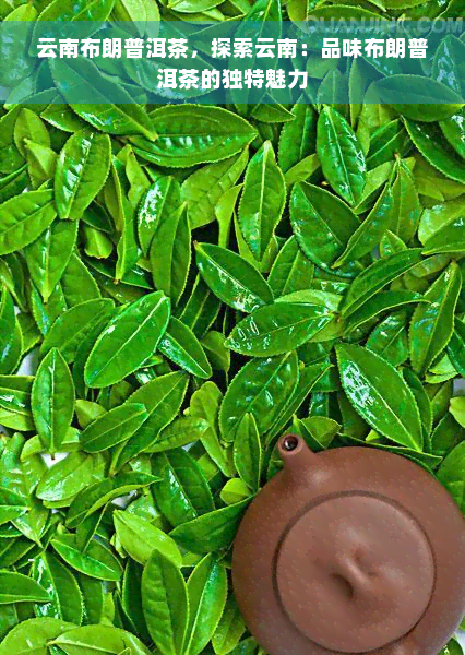 云南布朗普洱茶，探索云南：品味布朗普洱茶的独特魅力