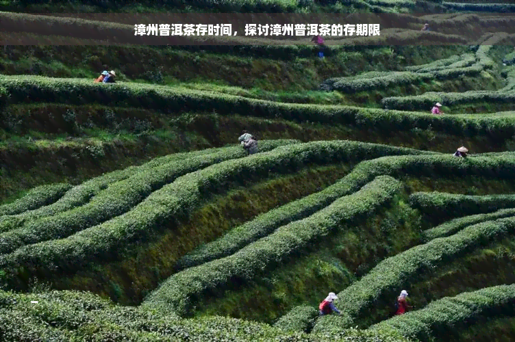 漳州普洱茶存时间，探讨漳州普洱茶的存期限