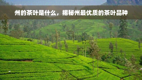 州的茶叶是什么，揭秘州更优质的茶叶品种