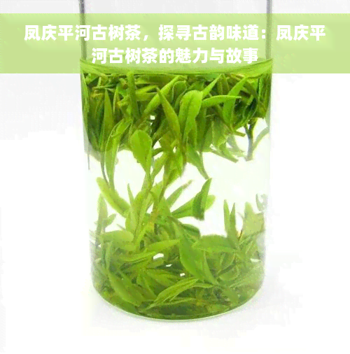 凤庆平河古树茶，探寻古韵味道：凤庆平河古树茶的魅力与故事
