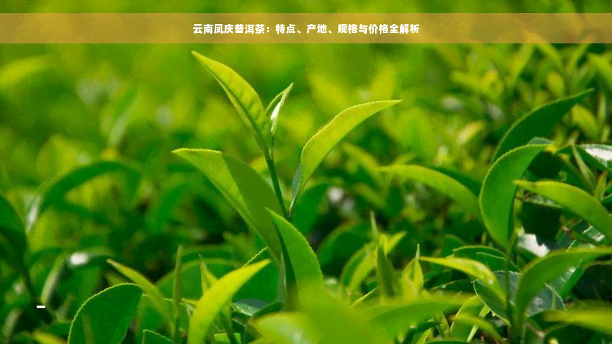 云南凤庆普洱茶：特点、产地、规格与价格全解析