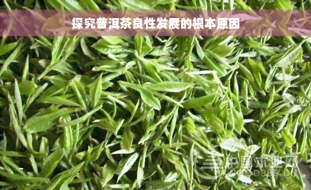 探究普洱茶良性发展的根本原因