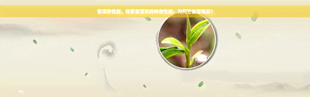 普洱茶性能，探索普洱茶的神奇性能：为何它备受推崇？